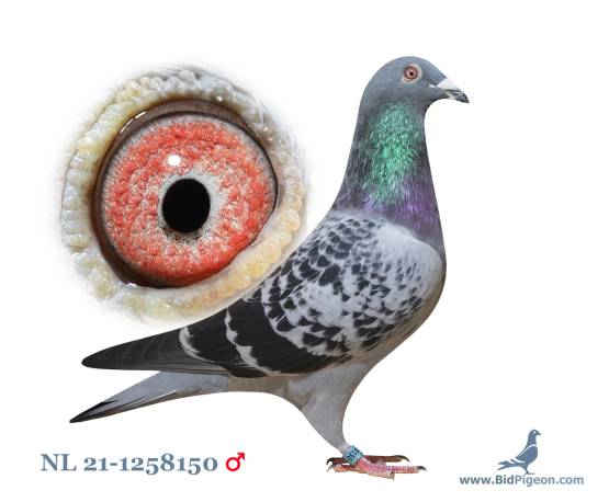 NL 21-1258150