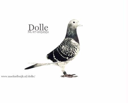 Marijn van Geel and the pigeon "DOLLE"