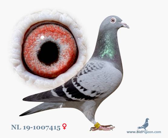 NL 19-1007415